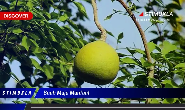 buah maja manfaat