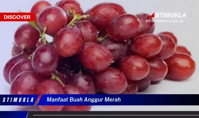 manfaat buah anggur merah