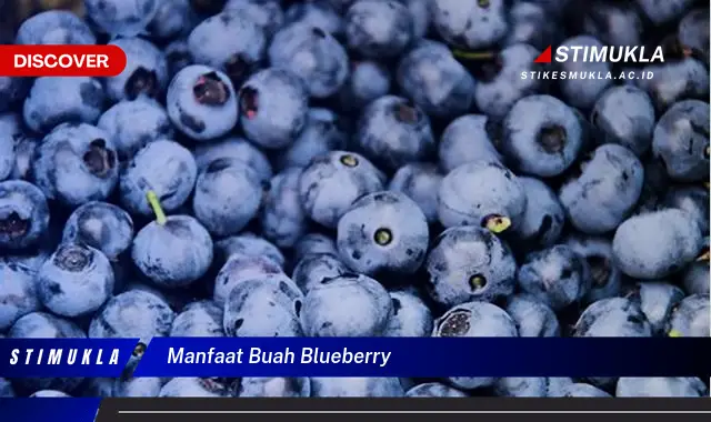 manfaat buah blueberry