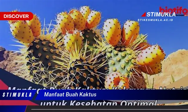 manfaat buah kaktus