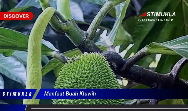 manfaat buah kluwih