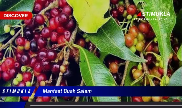 manfaat buah salam