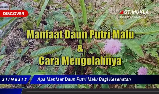 apa manfaat daun putri malu bagi kesehatan