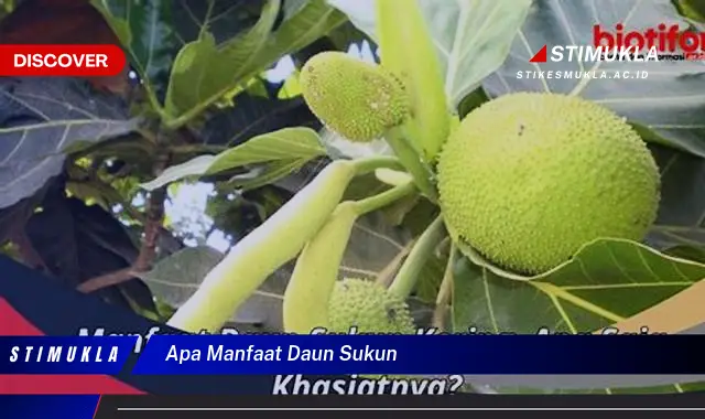apa manfaat daun sukun