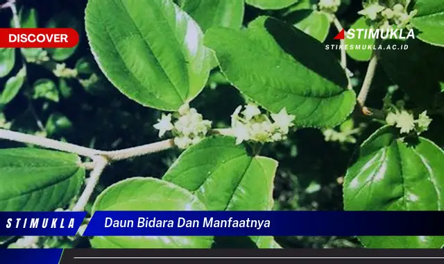 daun bidara dan manfaatnya