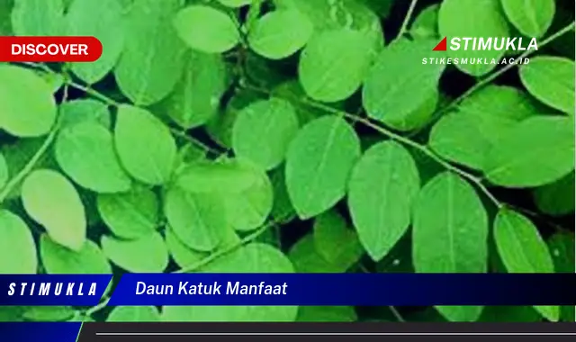 daun katuk manfaat