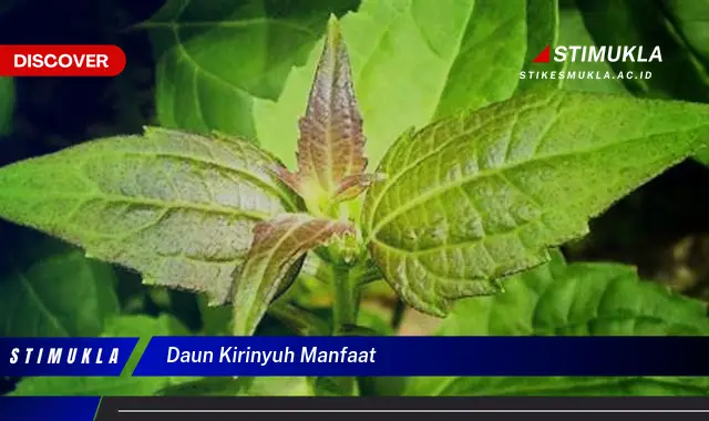 daun kirinyuh manfaat