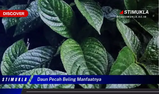 daun pecah beling manfaatnya