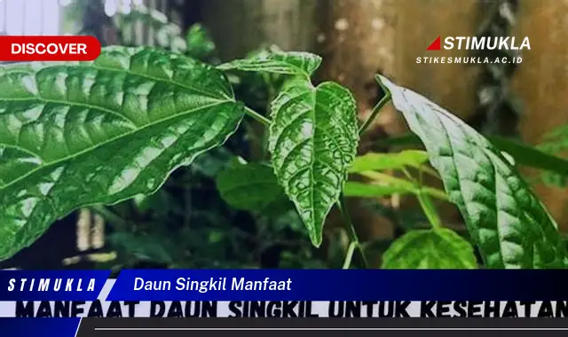 daun singkil manfaat