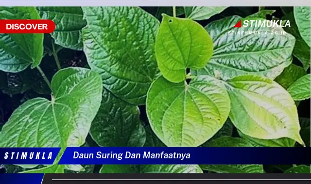 daun suring dan manfaatnya