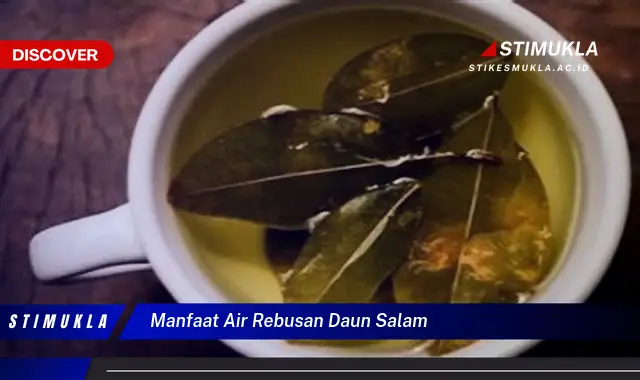 manfaat air rebusan daun salam manfaat air rebusan daun salam