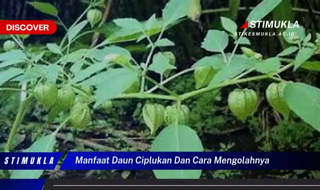 manfaat daun ciplukan dan cara mengolahnya