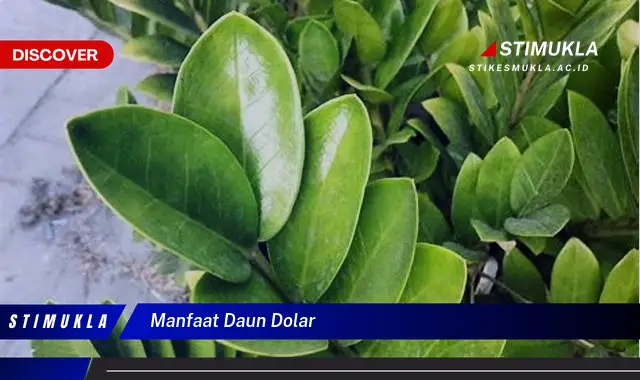 manfaat daun dolar