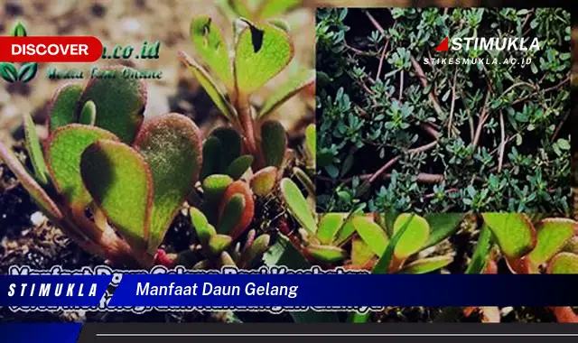 manfaat daun gelang