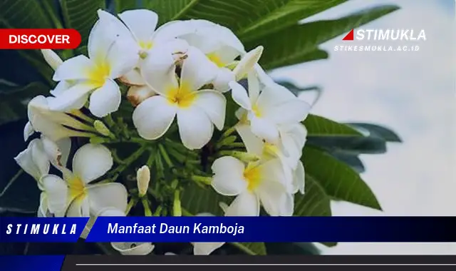 manfaat daun kamboja
