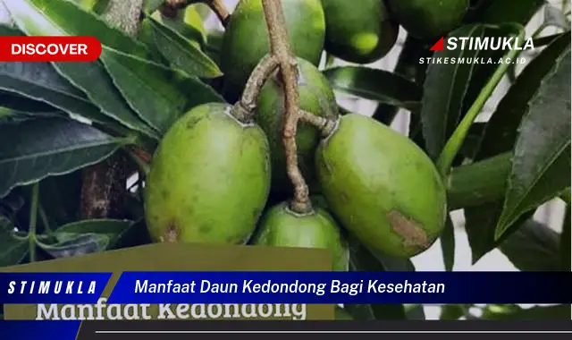 manfaat daun kedondong bagi kesehatan