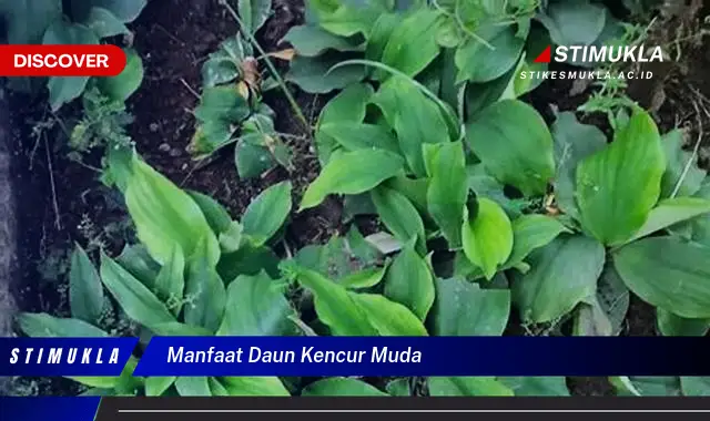 manfaat daun kencur muda