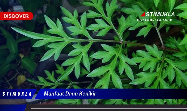 manfaat daun kenikir