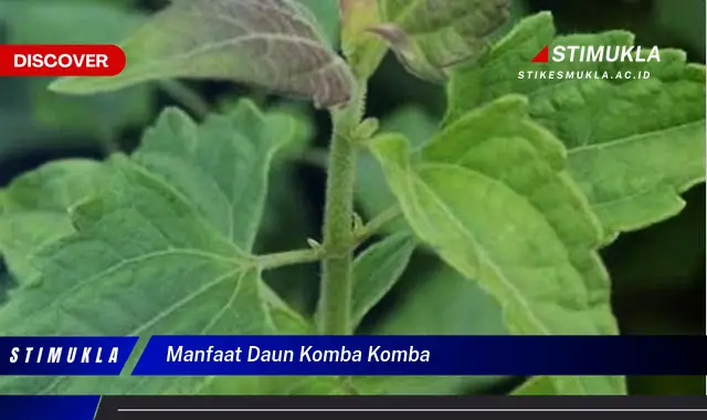 manfaat daun komba komba