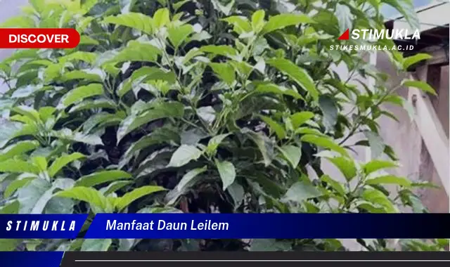 manfaat daun leilem