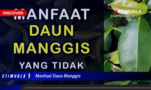 manfaat daun manggis