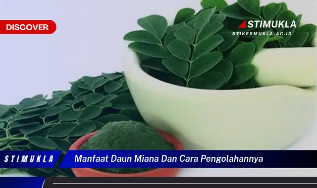 manfaat daun miana dan cara pengolahannya