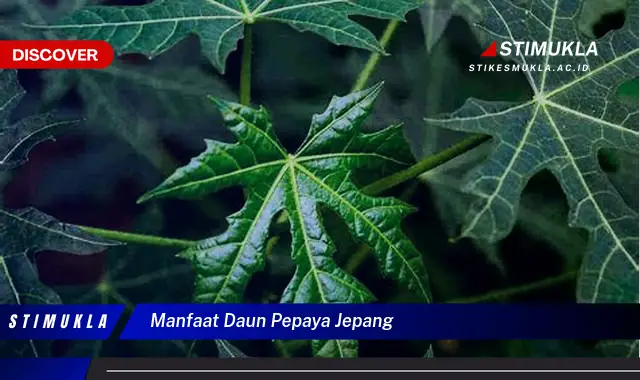 manfaat daun pepaya jepang