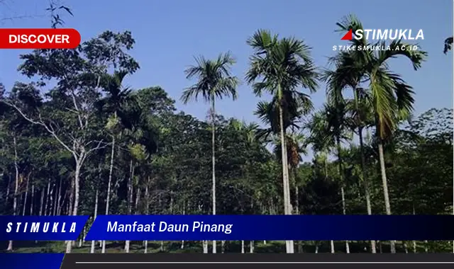 manfaat daun pinang
