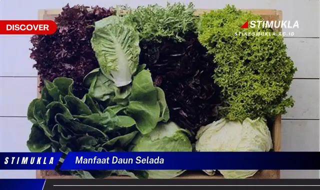 manfaat daun selada