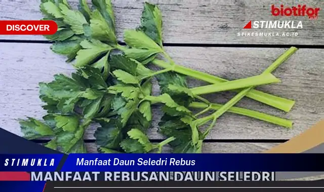 manfaat daun seledri rebus