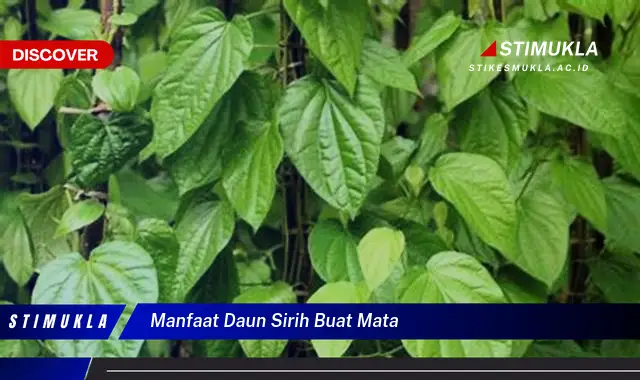 manfaat daun sirih buat mata