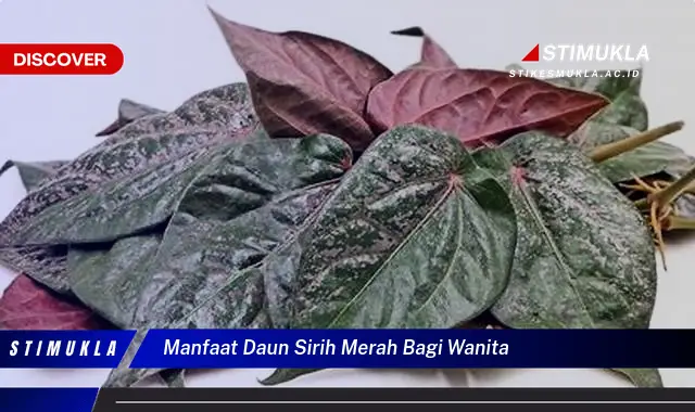 manfaat daun sirih merah bagi wanita