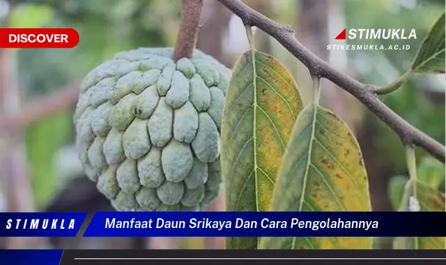manfaat daun srikaya dan cara pengolahannya