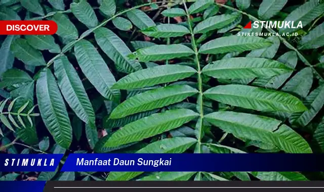 manfaat daun sungkai