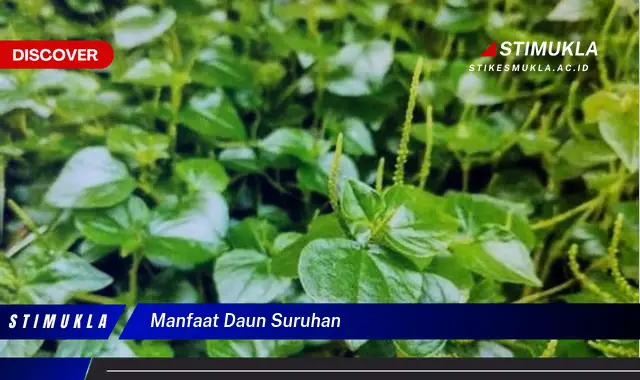 manfaat daun suruhan