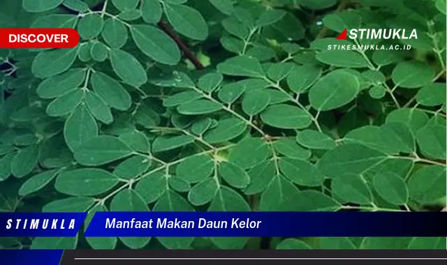 manfaat makan daun kelor