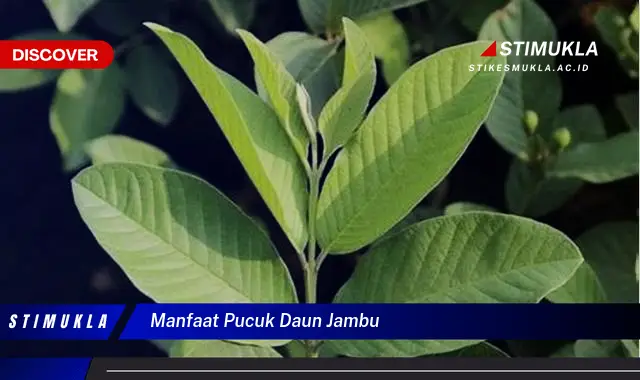 manfaat pucuk daun jambu