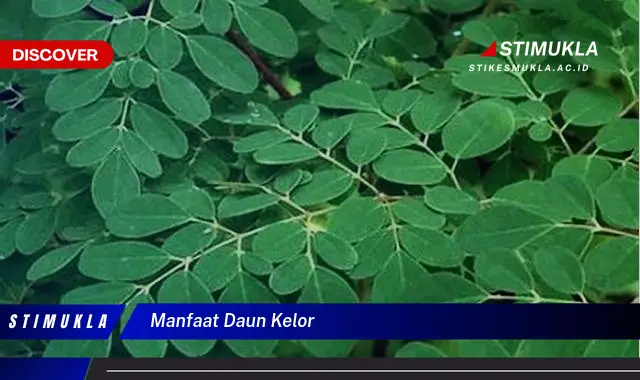 manfaat daun kelor