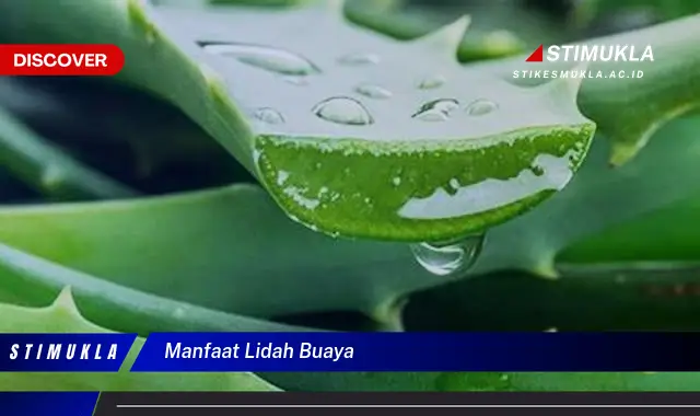 manfaat lidah buaya